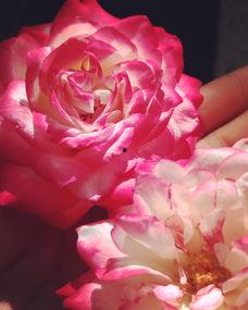 掌心玫瑰太撩人