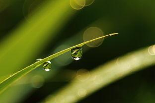 尤里和露珠,探寻神秘力量的奇幻之旅